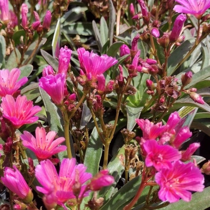 Bilde av Lewisia 'Little Raspberry'-Spanne Plantesalg