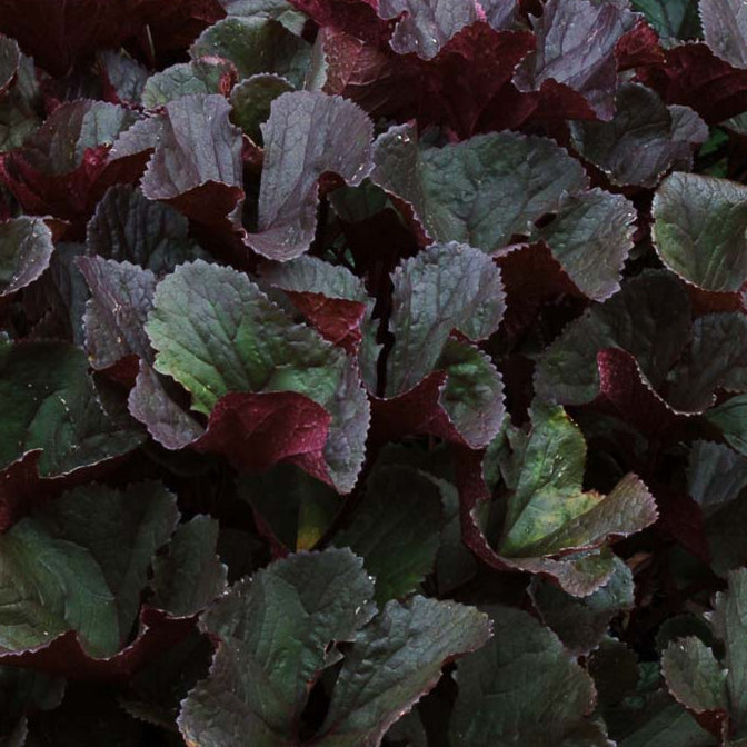 Bilde av Ligularia d. 'Othello'-Spanne Plantesalg