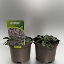 Bilde av Limonium Dazzle Rocks-Spanne Plantesalg