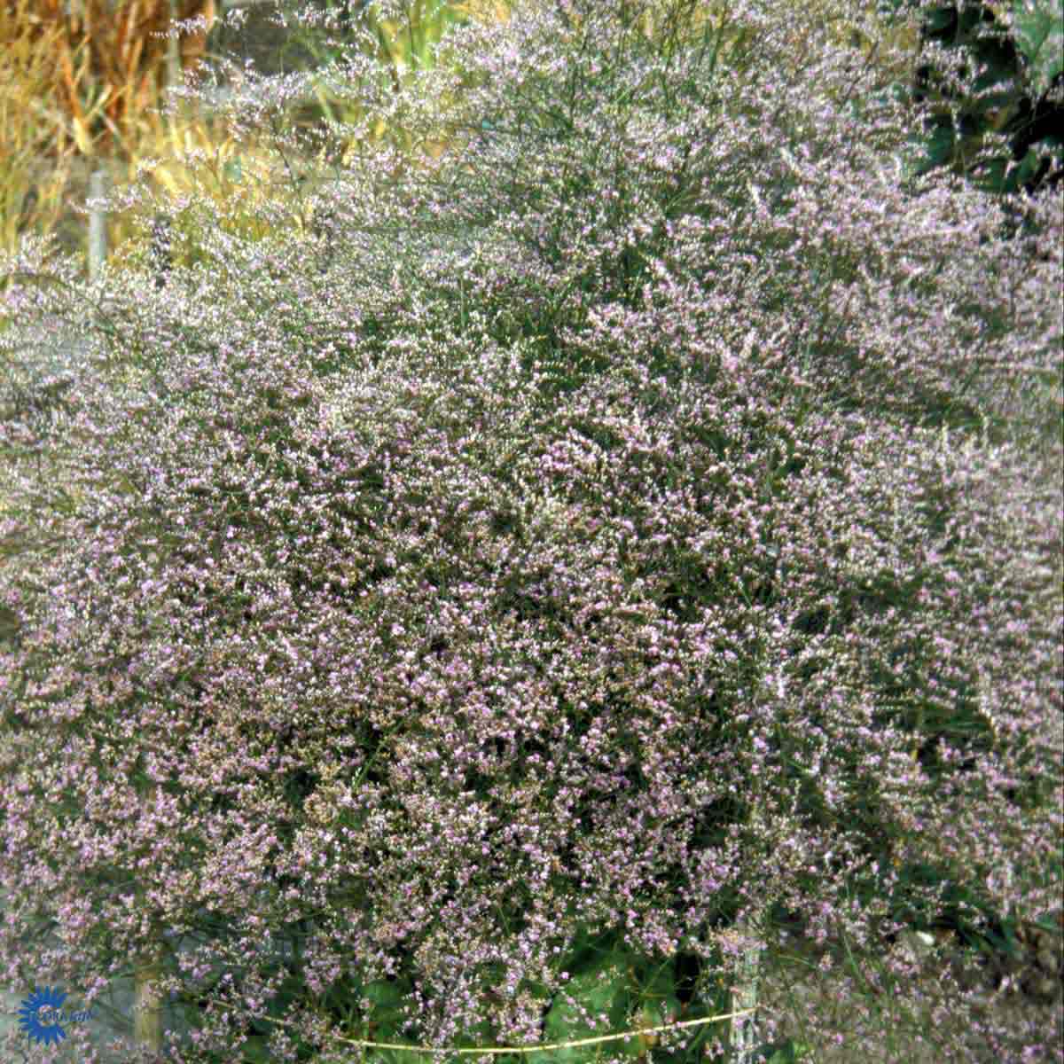 Bilde av Limonium latifolium-Spanne Plantesalg