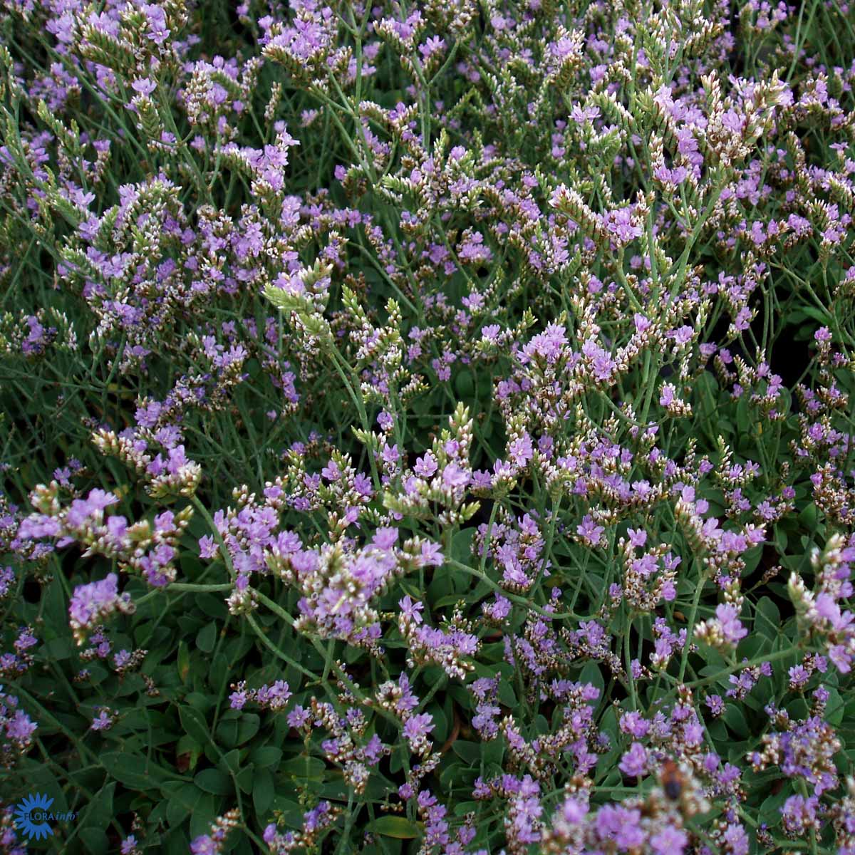 Bilde av Limonium latifolium-Spanne Plantesalg