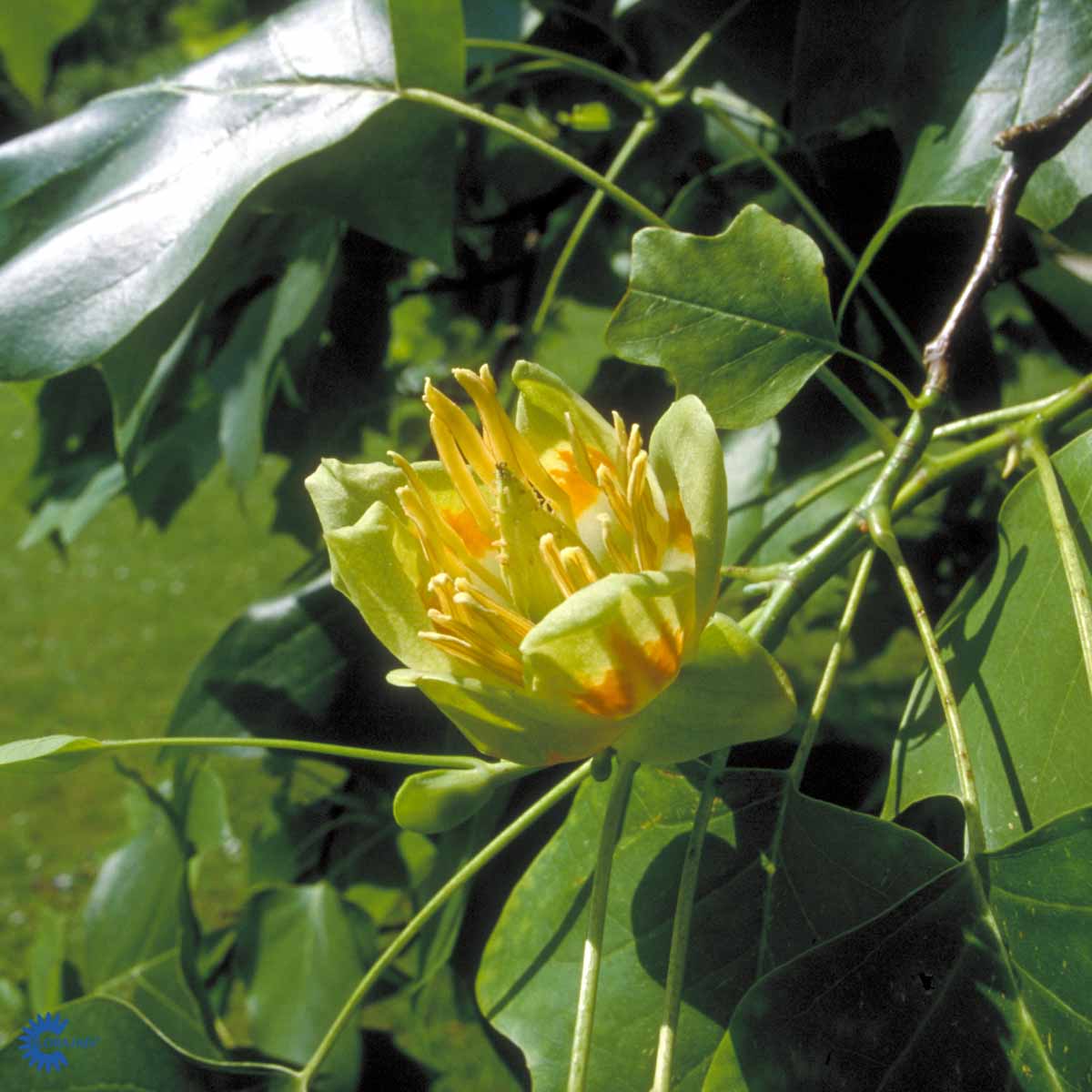 Bilde av Liriodendron tulipifera-Spanne Plantesalg
