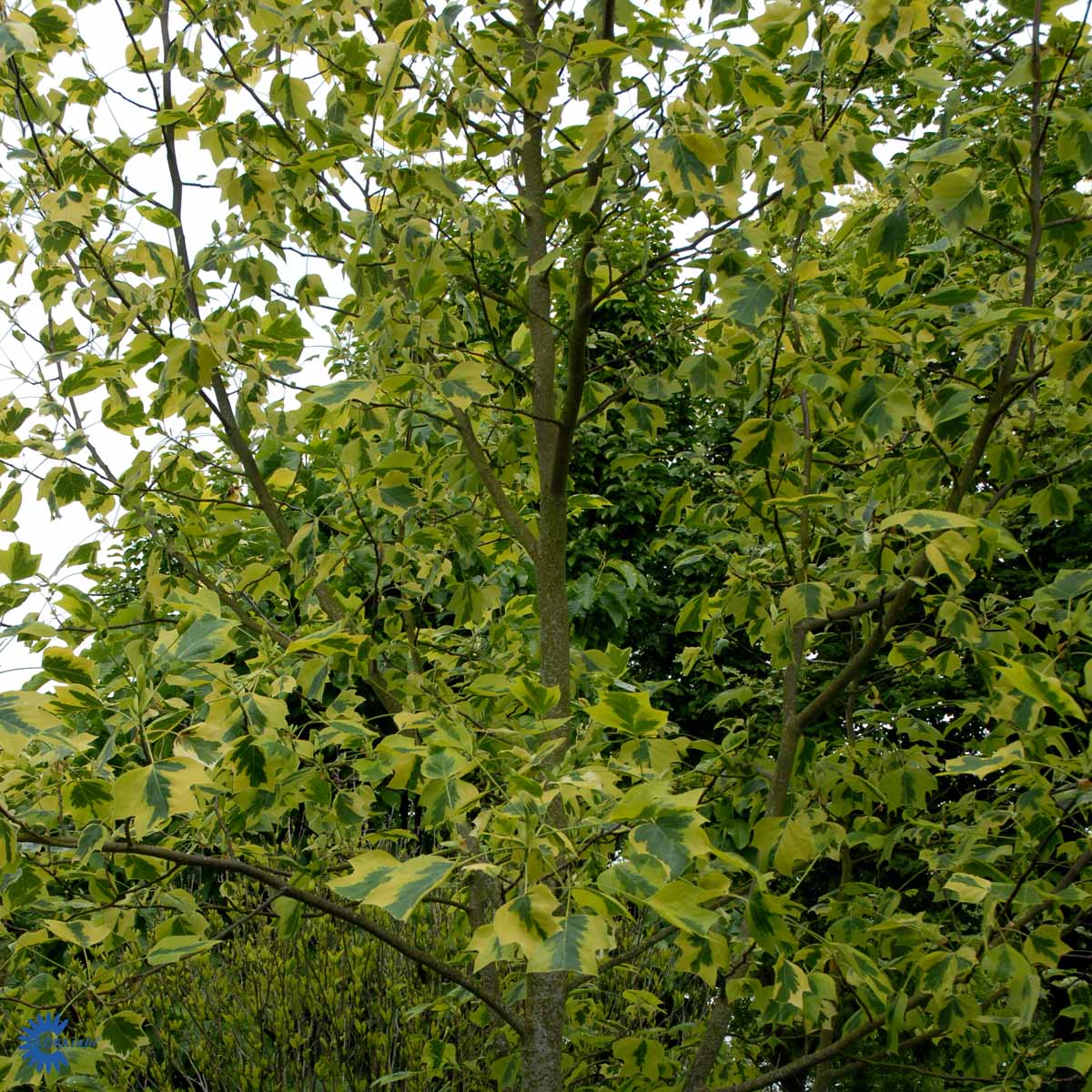 Bilde av Liriodendron tulipifera 'Aureomarginatum'-Spanne Plantesalg