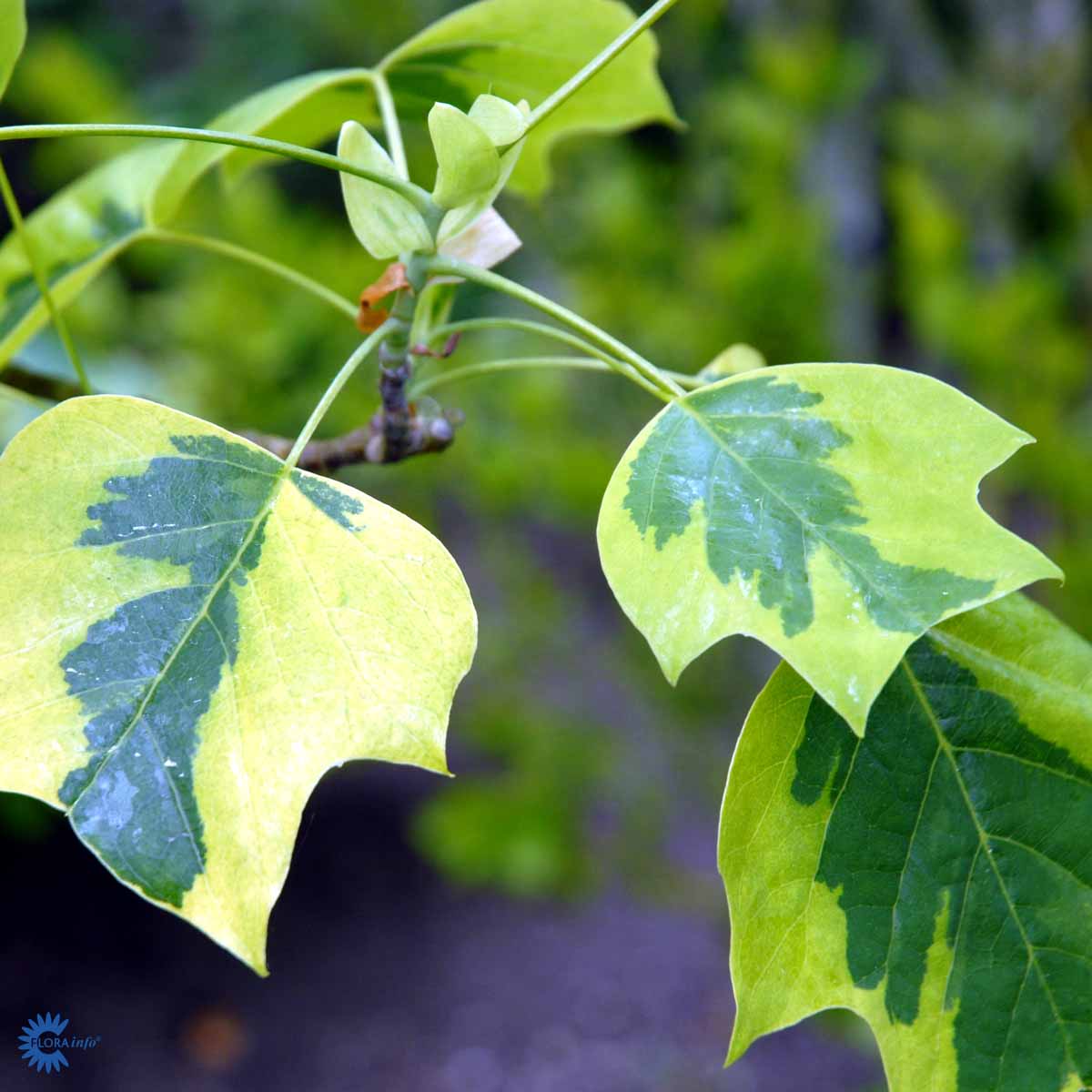 Bilde av Liriodendron tulipifera 'Aureomarginatum'-Spanne Plantesalg