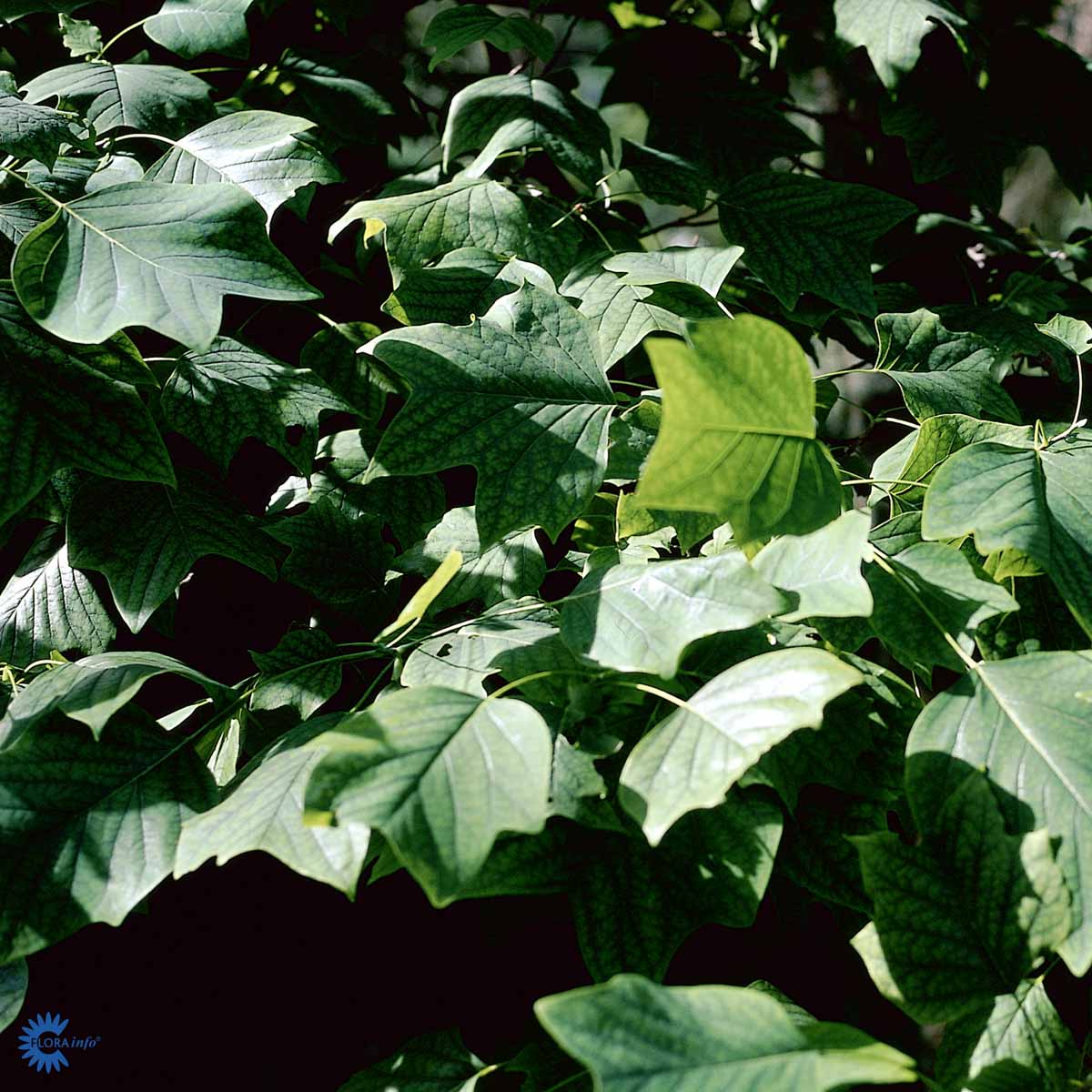 Bilde av Liriodendron tulipifera-Spanne Plantesalg