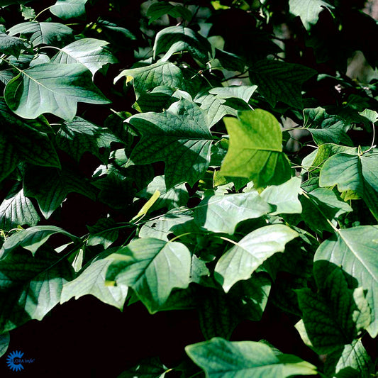 Bilde av Liriodendron tulipifera-Spanne Plantesalg