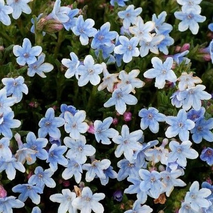 Bilde av Lithodora d. 'Cambridge Blue'-Spanne Plantesalg