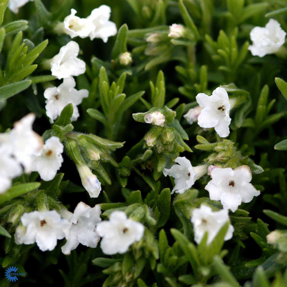 Bilde av Lithodora d. 'Alba'-Spanne Plantesalg
