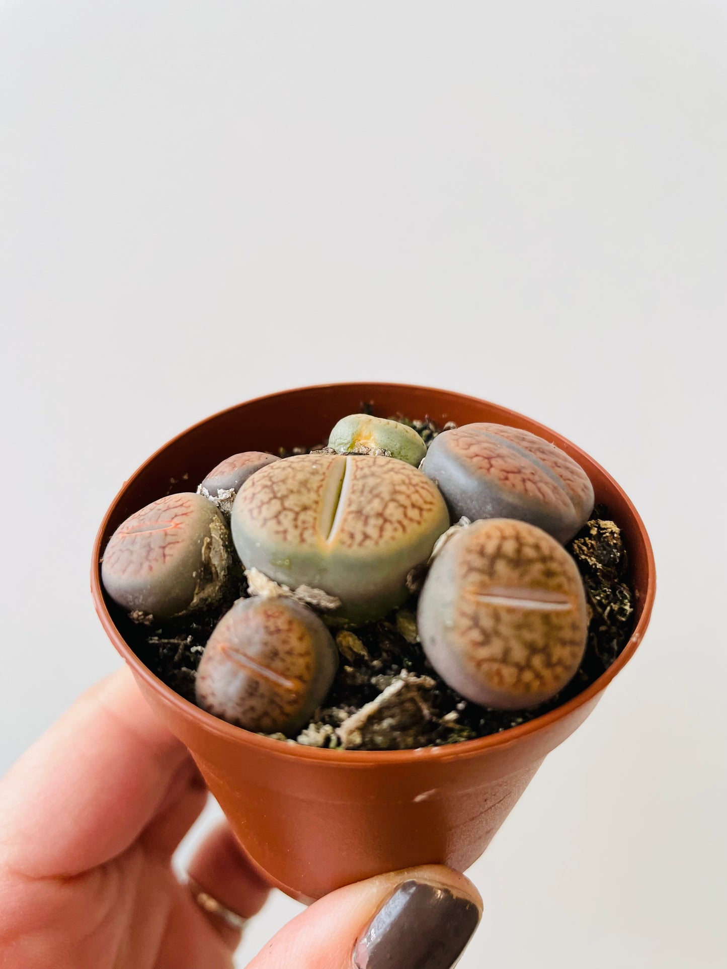 Bilde av Lithops 1-Spanne Plantesalg