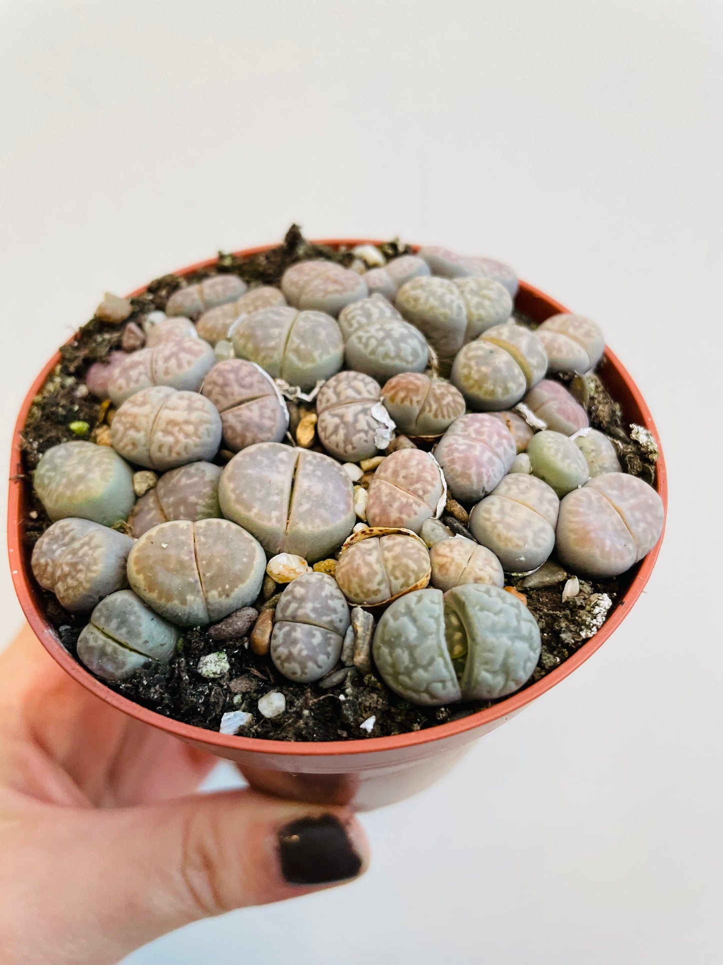 Bilde av Lithops hybrider-Spanne Plantesalg