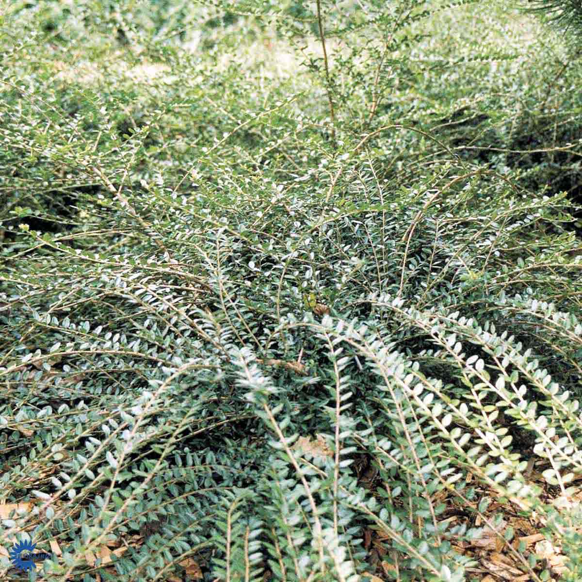 Bilde av Lonicera nit. Elegant-Spanne Plantesalg