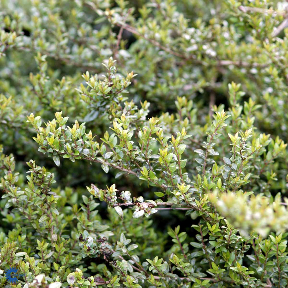 lonicera elegant Lonicera nit. 'Elegant' – Spanne Plantesalg