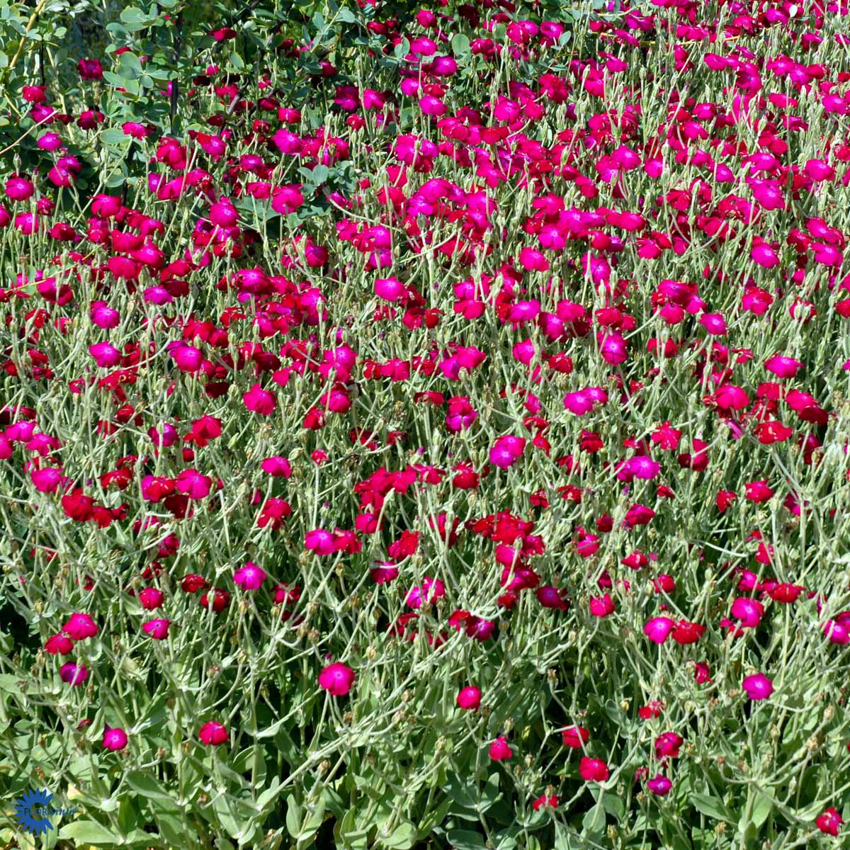 Bilde av Lychnis coronaria-Spanne Plantesalg