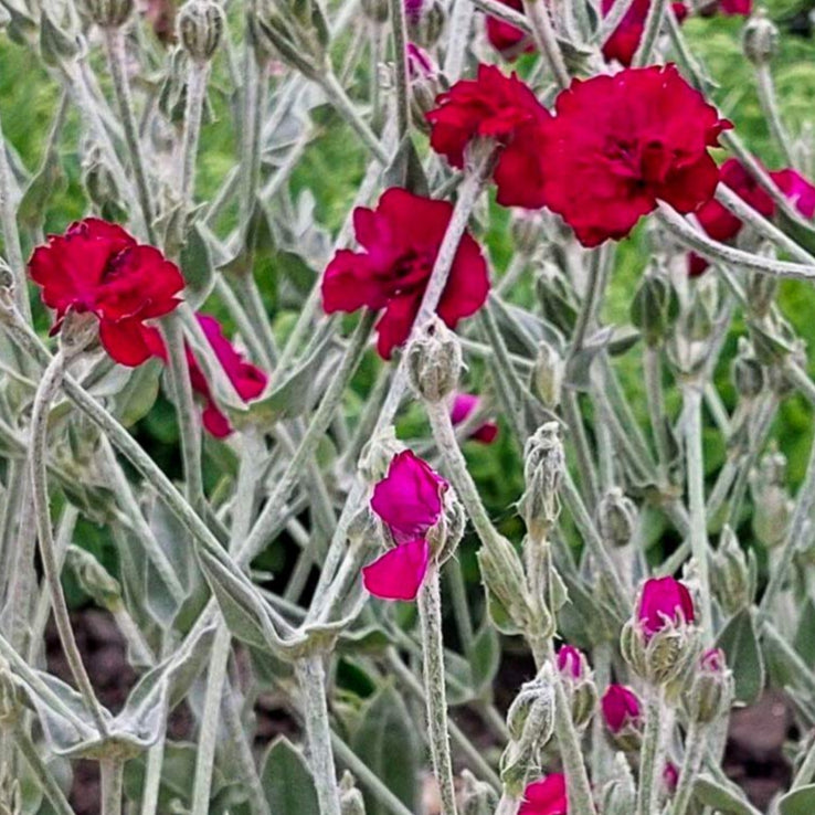 Bilde av Lychnis coronaria Gardeners World-Spanne Plantesalg