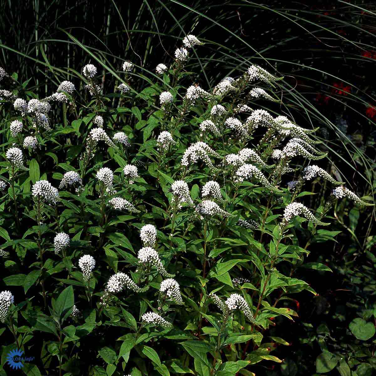 Bilde av Lysimachia clethroides-Spanne Plantesalg
