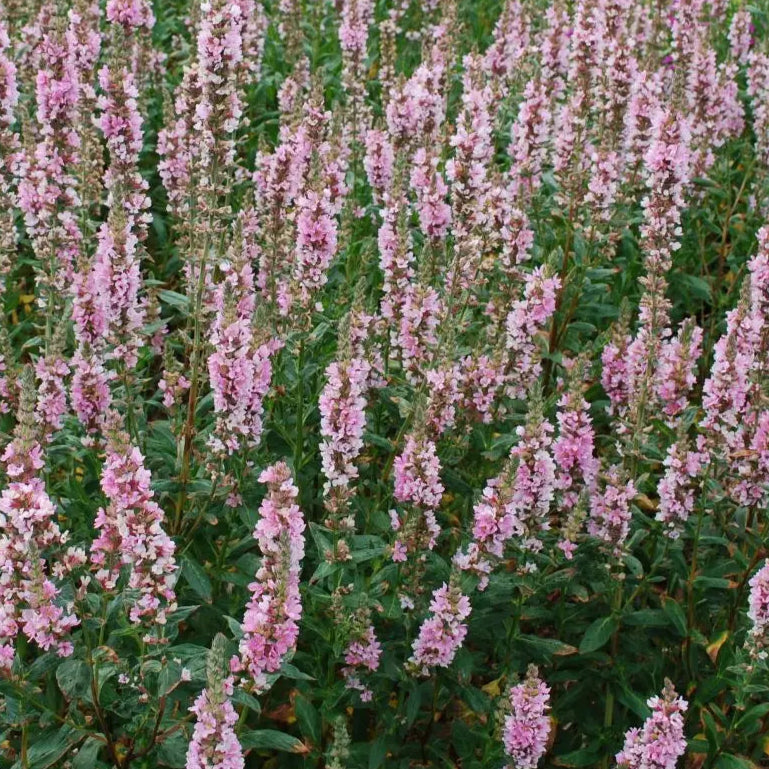 Bilde av Lythrum sal. 'Blush'-Spanne Plantesalg