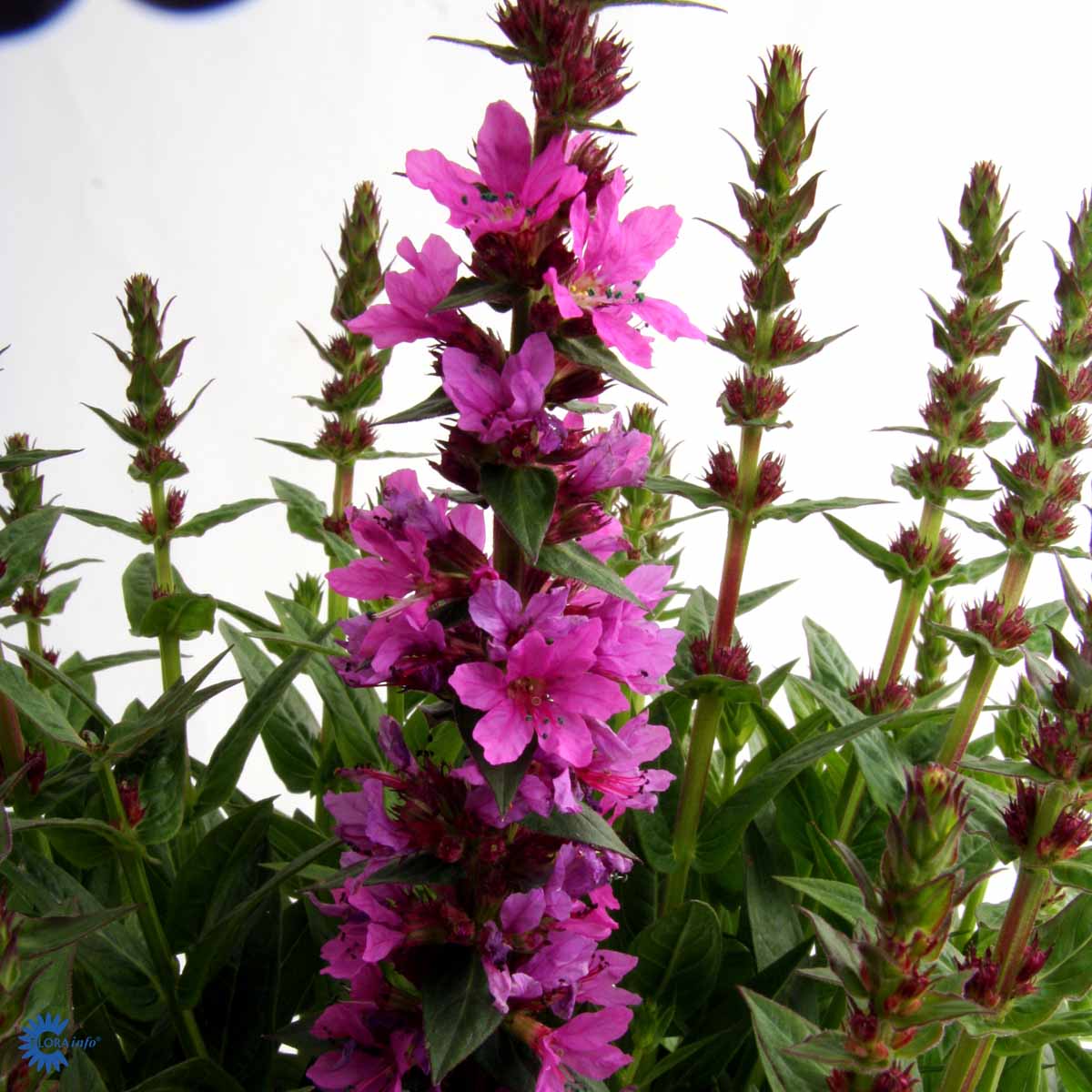 Bilde av Lythrum sal. 'Robert'-Spanne Plantesalg