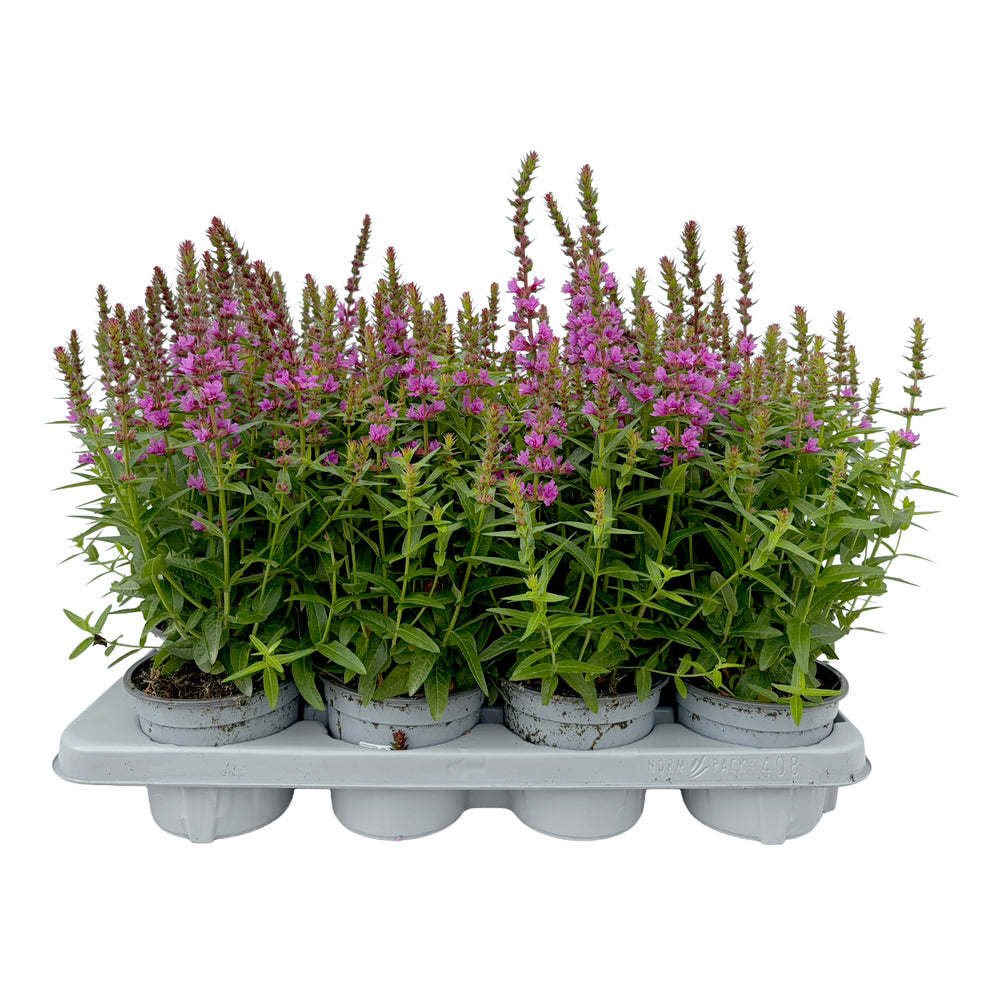 Bilde av Lythrum salicaria Robin pink-Spanne Plantesalg