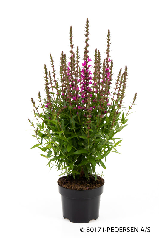 Bilde av LYTHRUM SALICARIA-Spanne Plantesalg