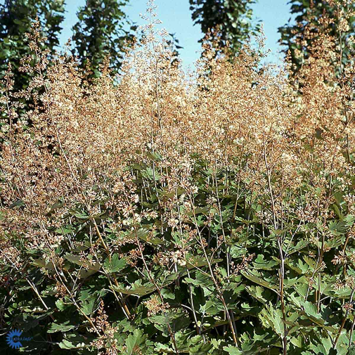 Bilde av Macleaya cordata-Spanne Plantesalg