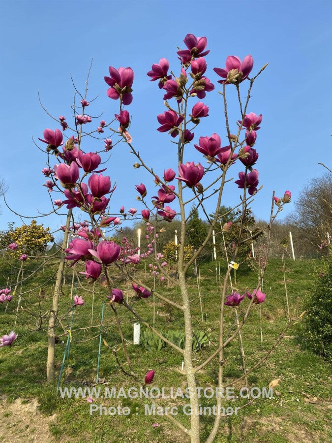 Bilde av Magnolia 'Freya'-Spanne Plantesalg