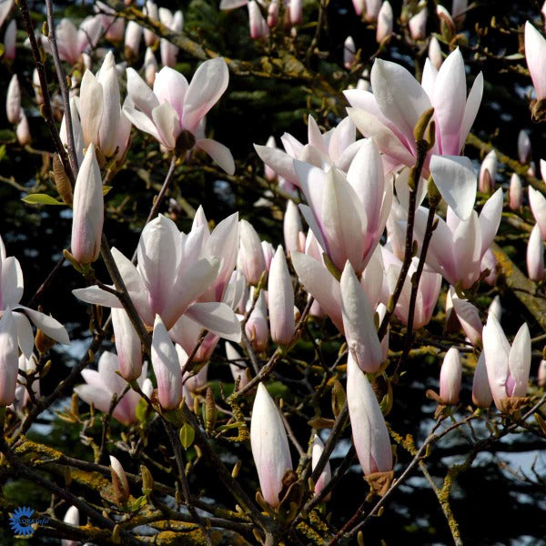 Bilde av Magnolia 'Heaven Scent'-Spanne Plantesalg