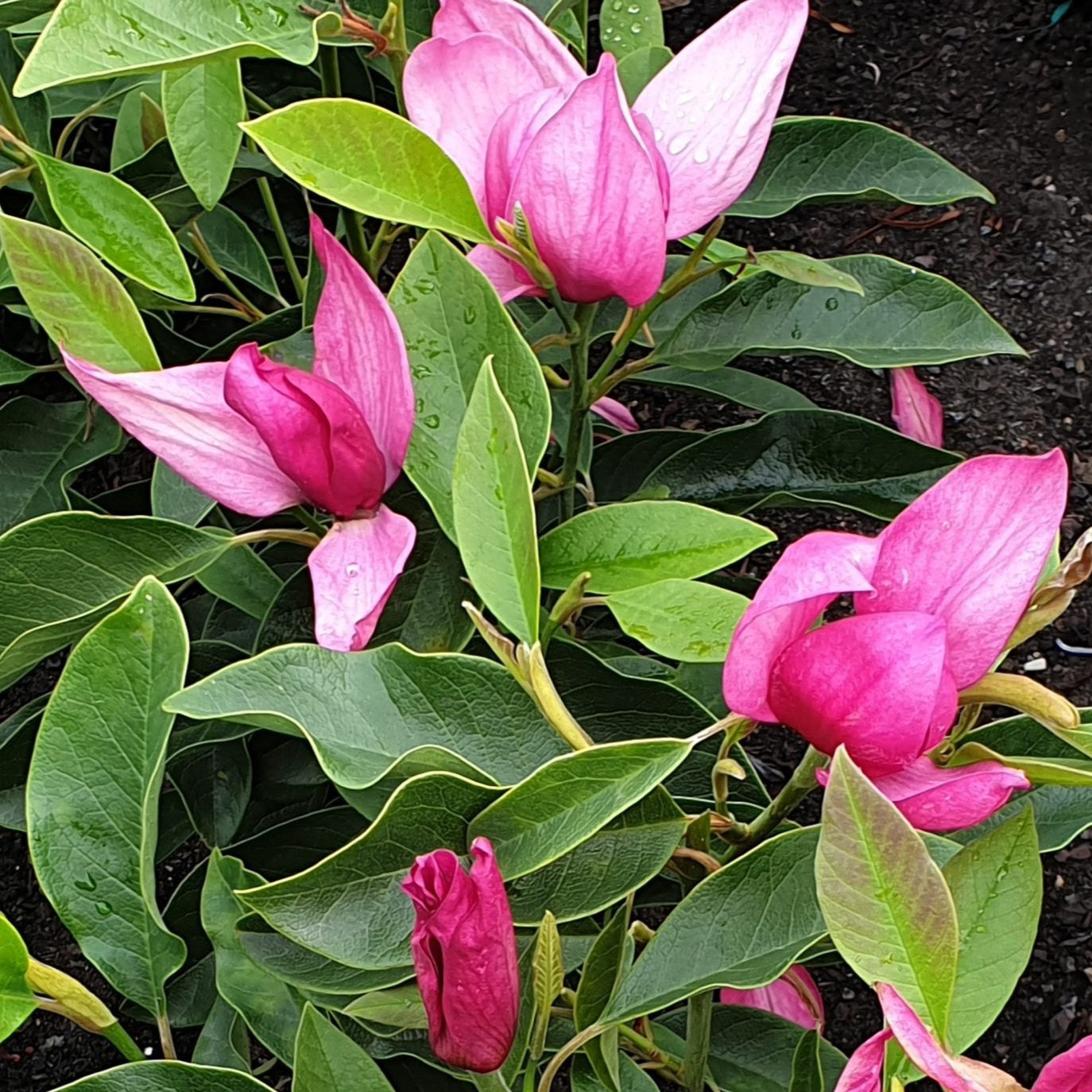 Bilde av Magnolia 'Pink Pyramid'®-Spanne Plantesalg