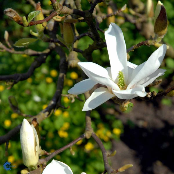 Bilde av Magnolia soul. 'Lennei Alba'-Spanne Plantesalg
