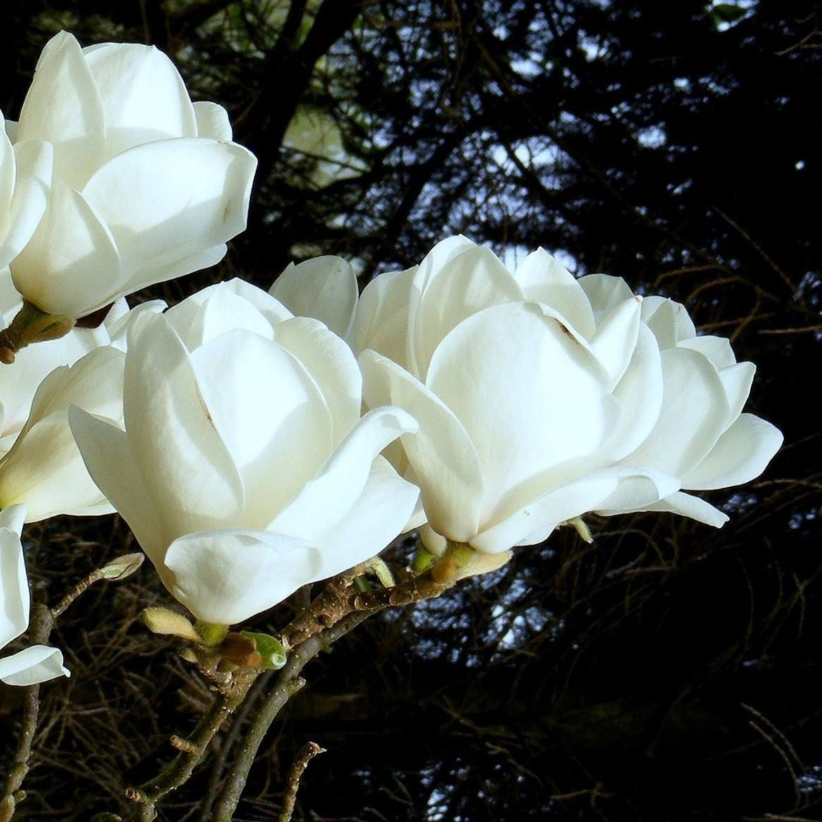 Bilde av Magnolia soul. 'Lennei Alba'-Spanne Plantesalg