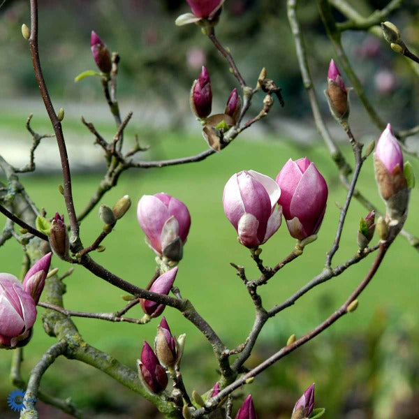 Bilde av Magnolia soul. 'Rustica Rubra'-Spanne Plantesalg