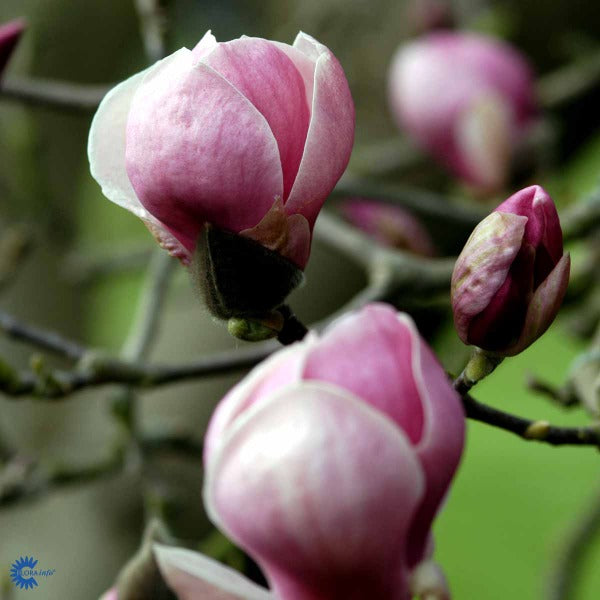 Bilde av Magnolia soul. 'Rustica Rubra'-Spanne Plantesalg
