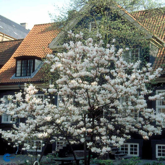 Bilde av Magnolia soulangiana-Spanne Plantesalg
