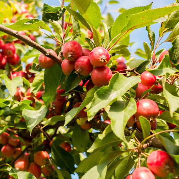 Bilde av Malus Royalty-Spanne Plantesalg