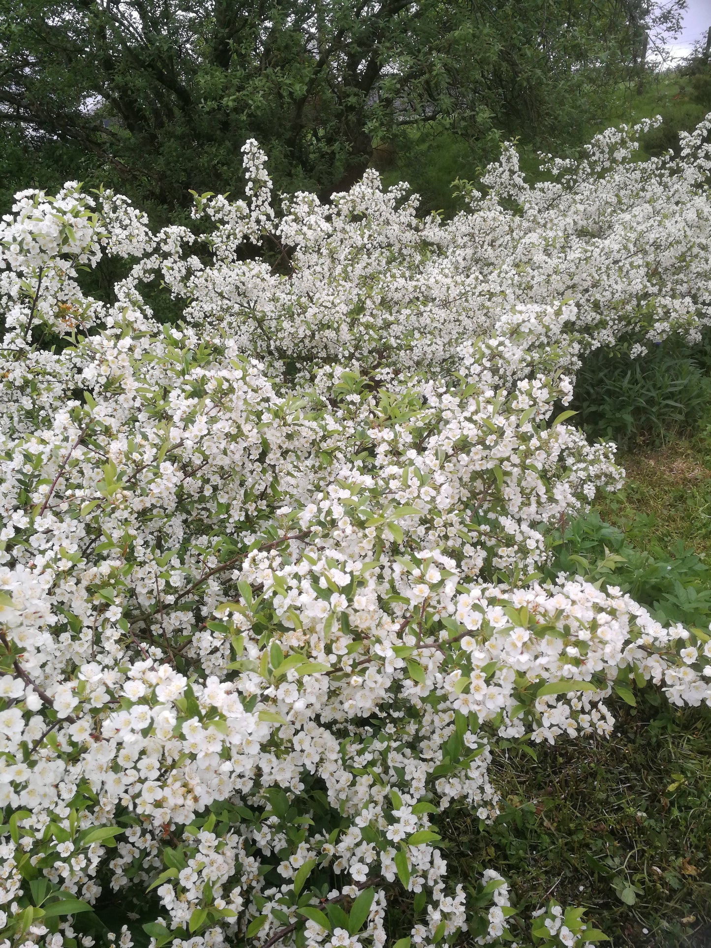 Bilde av Malus toringo var. sargentii Ås-Spanne Plantesalg