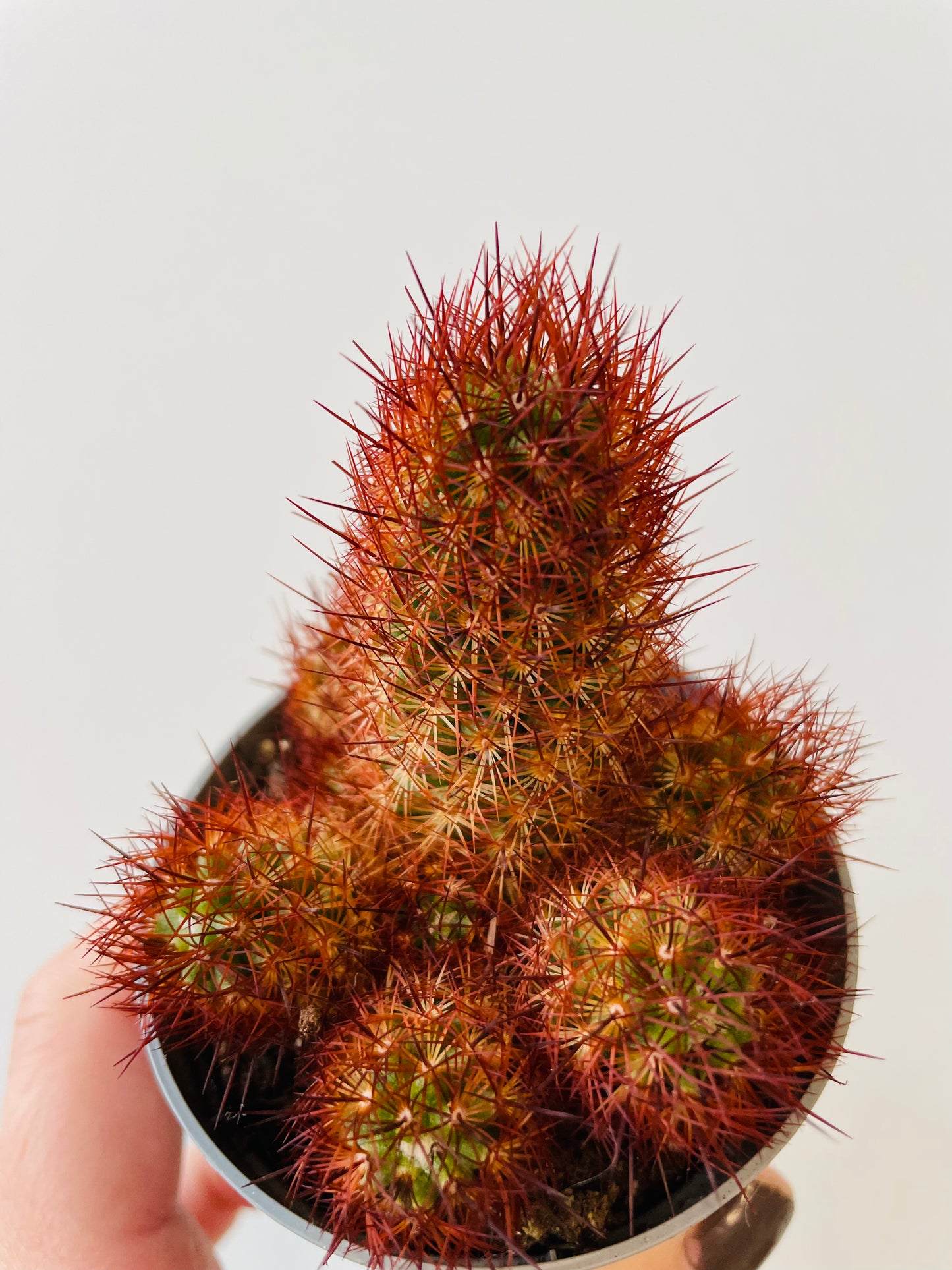 Bilde av Mammillaria elongata ‘Anguinea’-Spanne Plantesalg