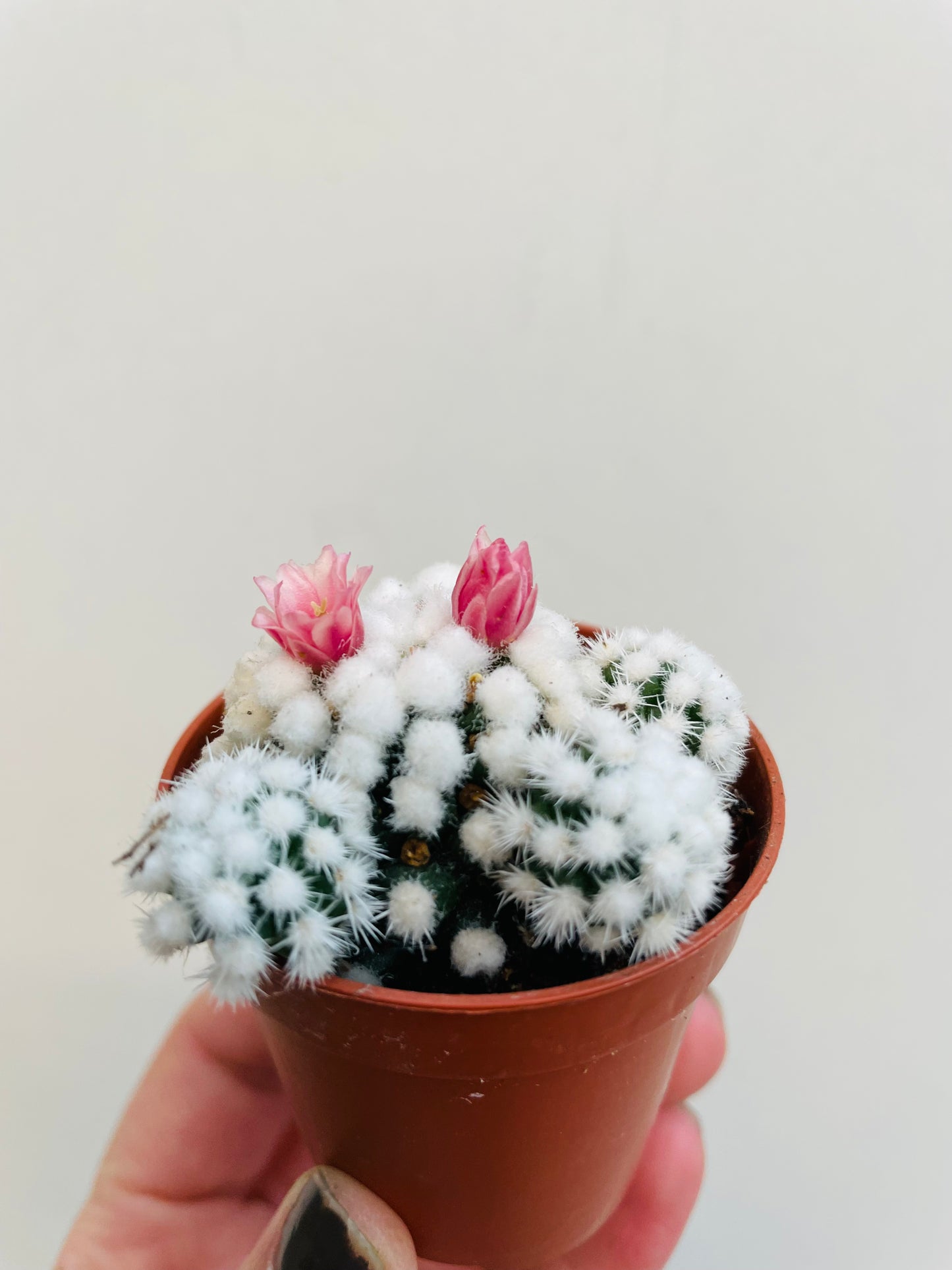 Bilde av Mammillaria gracilis ‘Snowcap’-Spanne Plantesalg