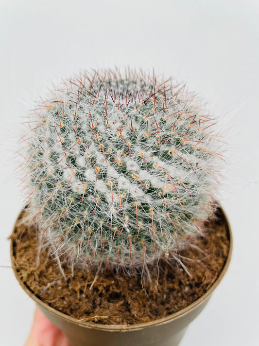 Bilde av Mammillaria hahniana-Spanne Plantesalg