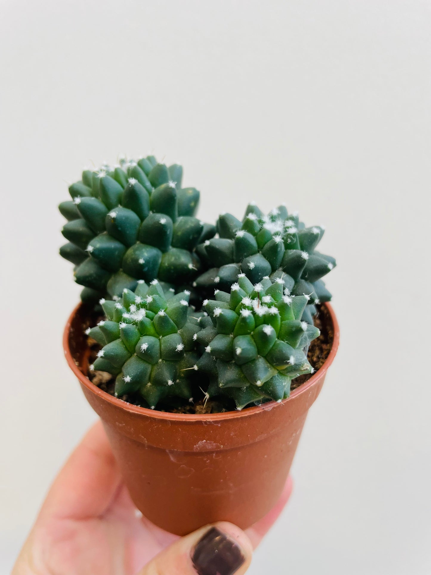 Bilde av Mammillaria ‘Toluca’-Spanne Plantesalg