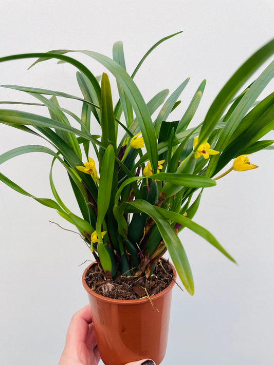 Bilde av Maxillaria variabilis-Spanne Plantesalg