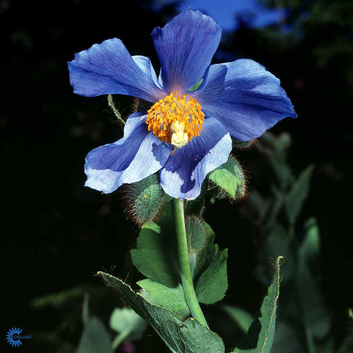 Bilde av Meconopsis betonicifolia-Spanne Plantesalg