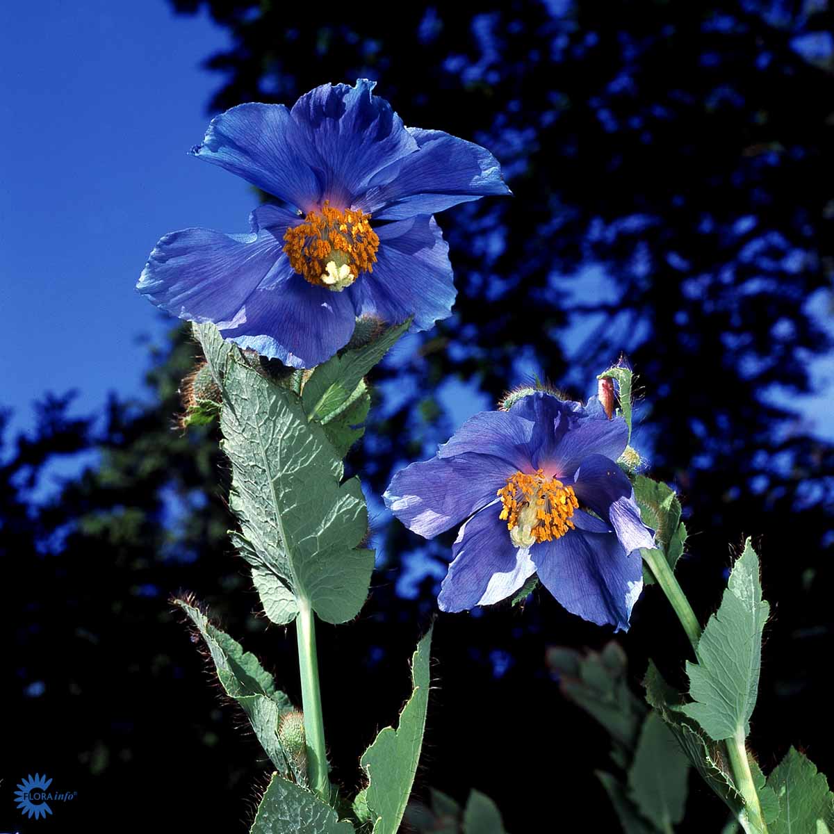 Bilde av Meconopsis betonicifolia-Spanne Plantesalg