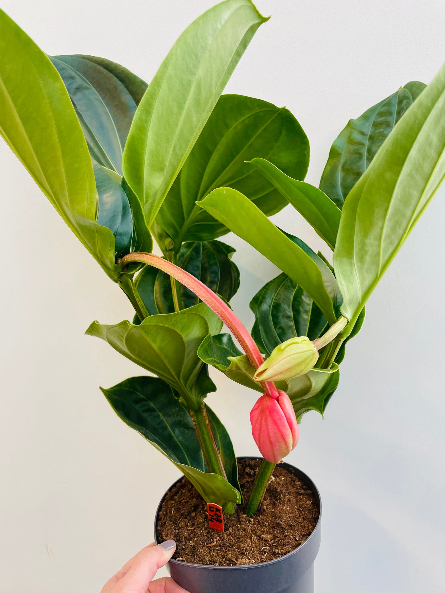 Bilde av Medinilla magnifica ‘Flamenco’-Spanne Plantesalg