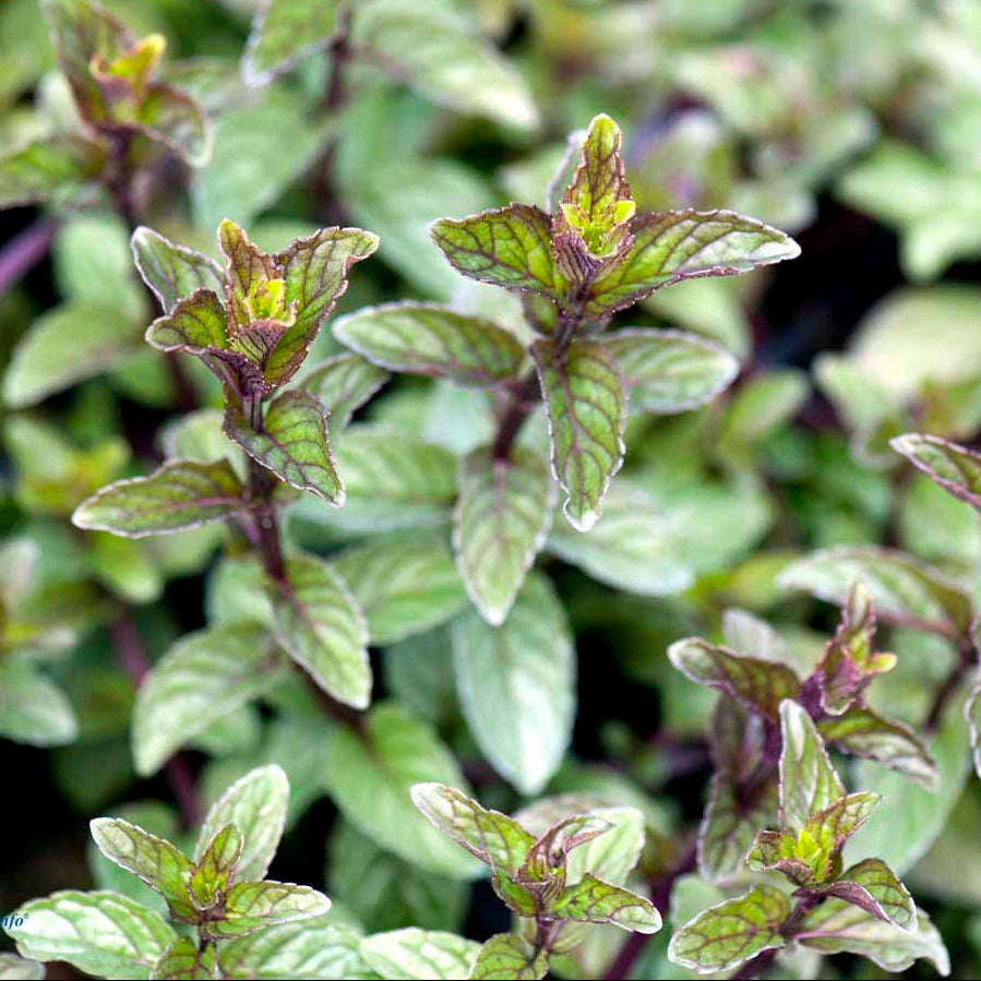 Bilde av Mentha piperita 'After Eight'-Spanne Plantesalg