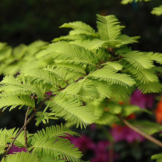 Bilde av Metasequoia glypt. 'Goldrush'-Spanne Plantesalg