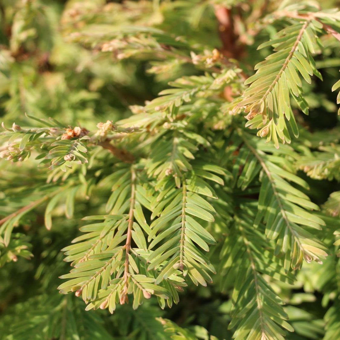 Bilde av Metasequoia glyptostroboides 'Schirrmann's Nordlicht'-Spanne Plantesalg