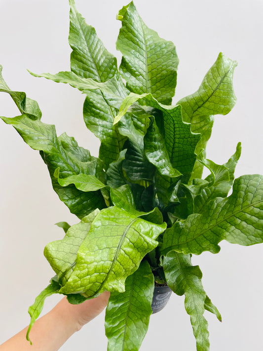 Bilde av Microsorum pteropus-Spanne Plantesalg