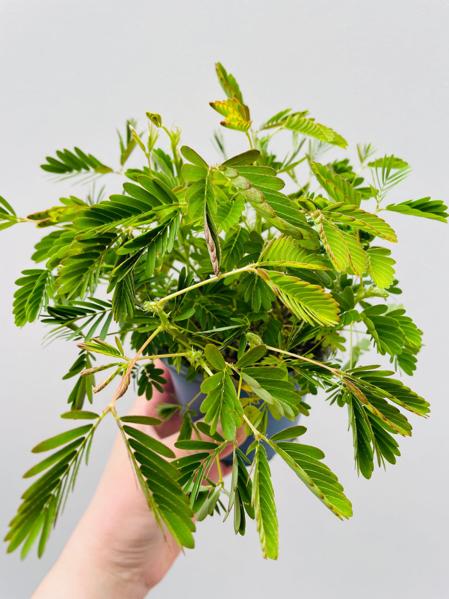 Bilde av Mimosa pudica ‘Rør meg ikke’-Spanne Plantesalg