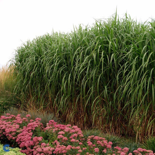 Bilde av Miscanthus giganteus (floridulus)-Spanne Plantesalg