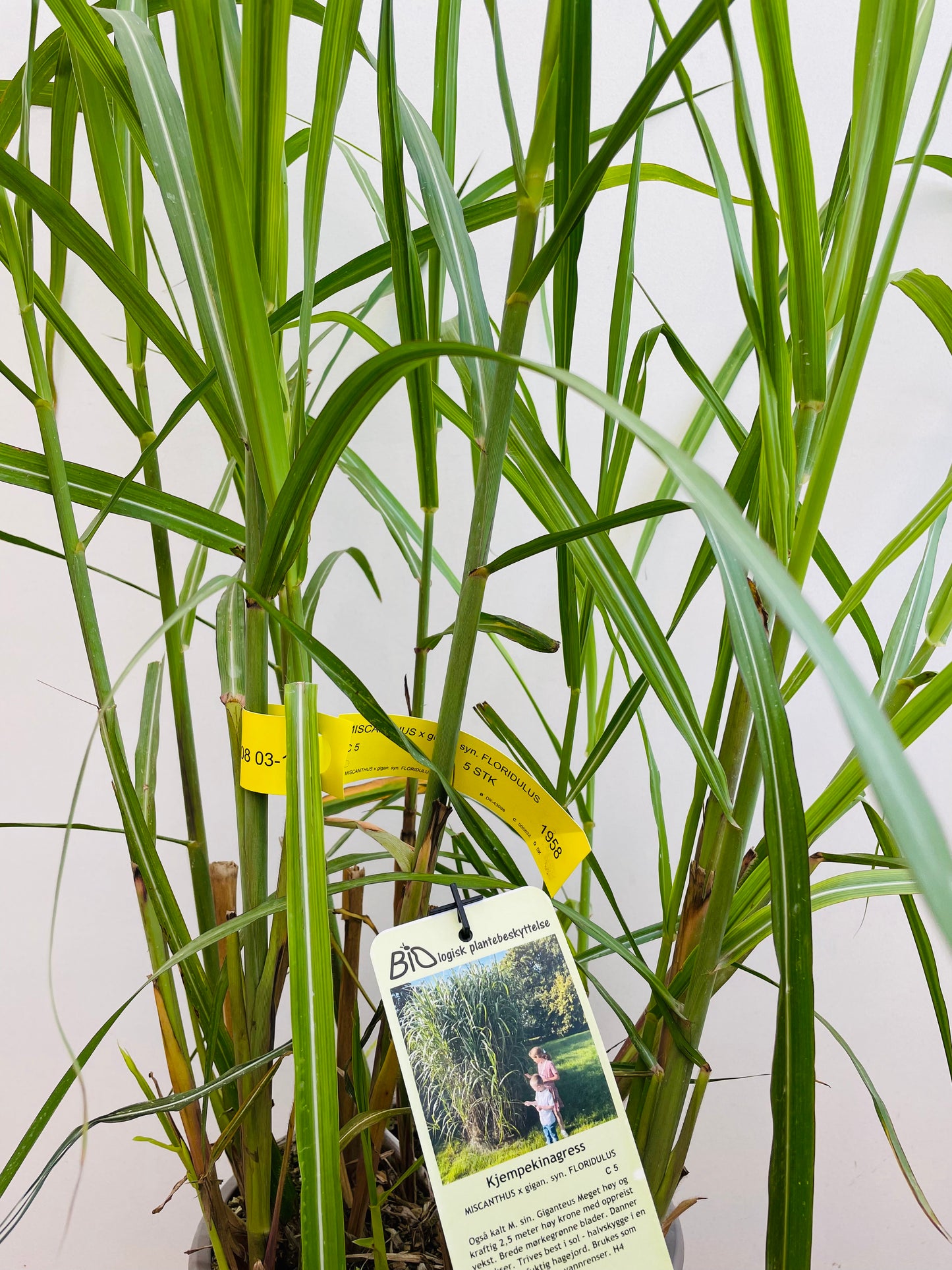 Bilde av Miscanthus x giganteus Floridulus-Spanne Plantesalg