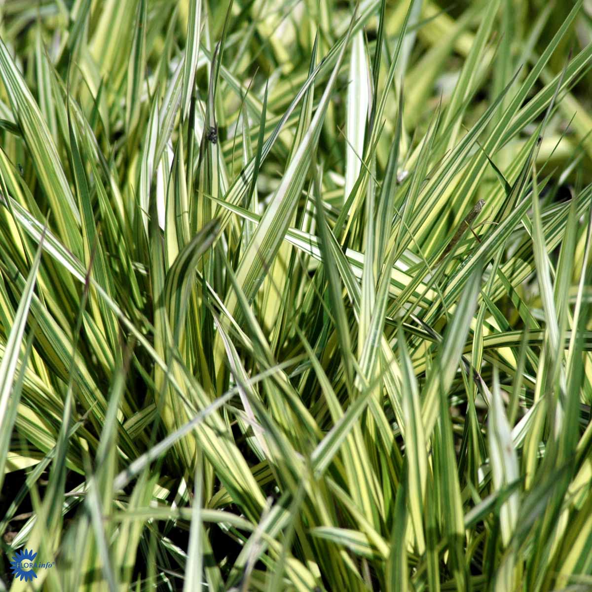 Bilde av Molinia caerulea 'Variegata'-Spanne Plantesalg